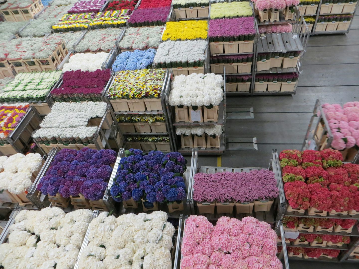 Visit to Flor Holland,near Amsleevan, flower auction and distribution facil