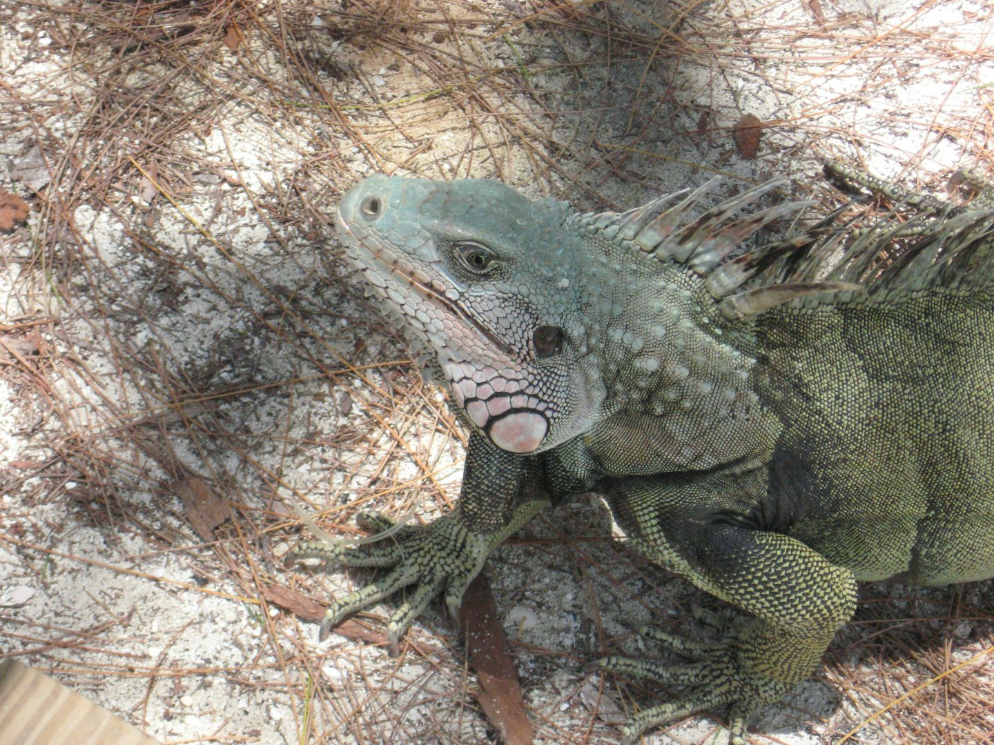 Iguana on Coco Cay