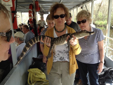 Life in the Bayou, Canon Swamp Tour, up close with an alligator