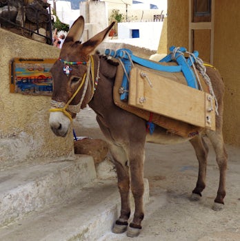 Donkey on Santorini