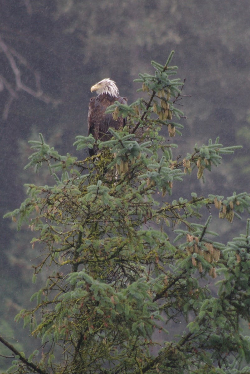 Bald eagle watching for fish in Juneau