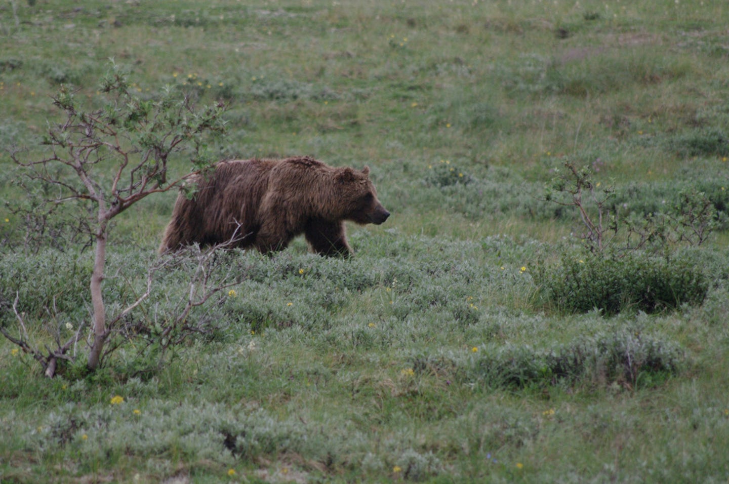 Bear in Denali Park -- Kantishna Excursion