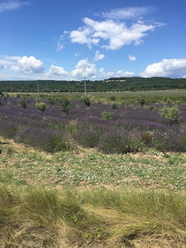 Lavender field outside of Avignon