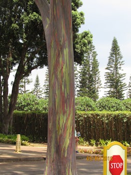 Rainbow Eucalyptus Tree Dole Pineapple Plantation