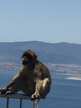 Monkeys everywhere at the top of the Rock of Gibraltar!