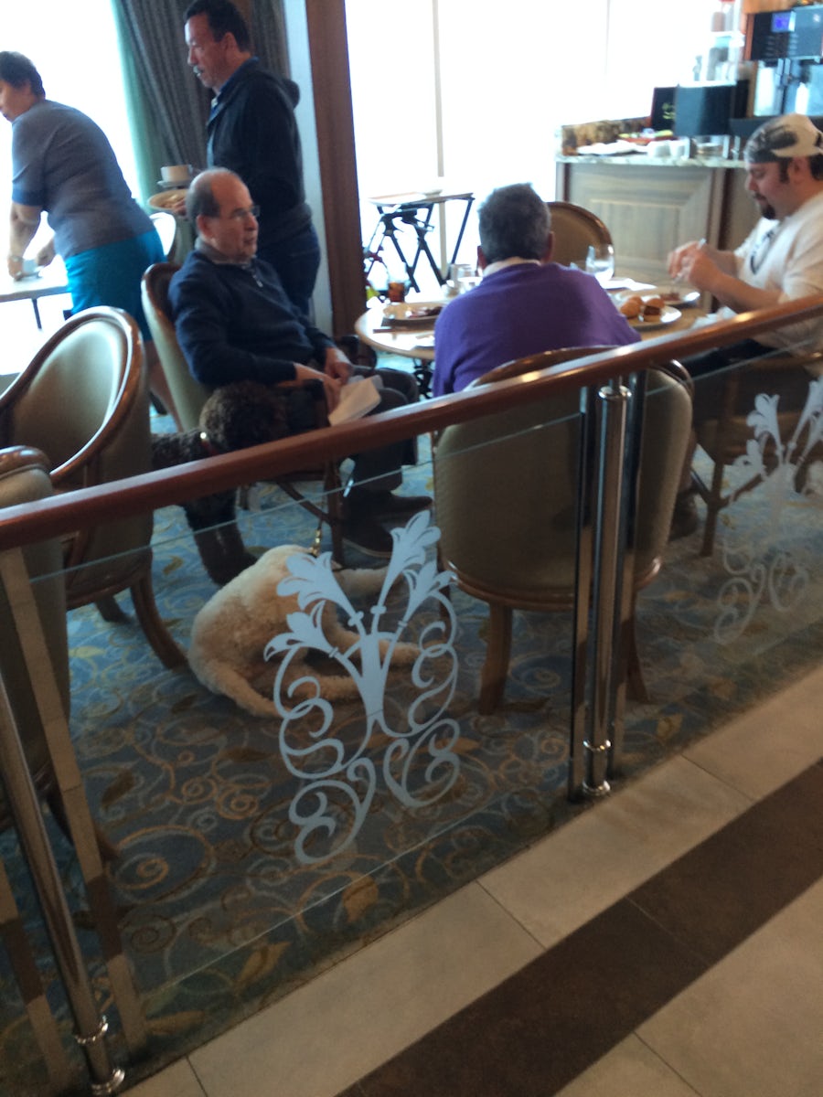 Dog licking itself in the restaurant.