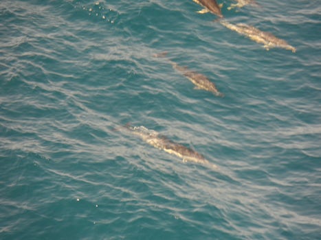Dolphins swimming along the ship as we leave Gibraltar