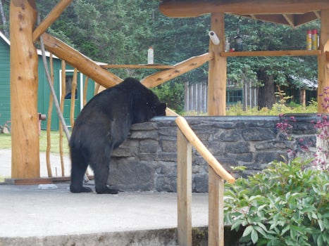 Bear getting a snack at Taku Lodge.