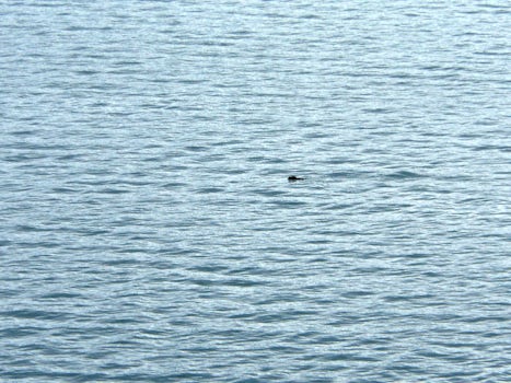 Scenic cruising.  This is College Fjord with a sea otter in the middle of t