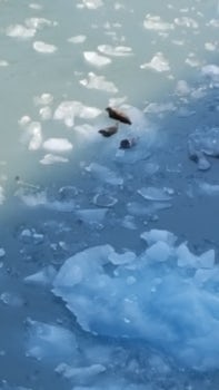 Seals on Ice