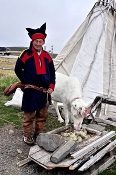 Sami herder