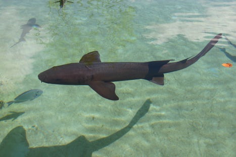 Sharks at Coral World, St. Thomas