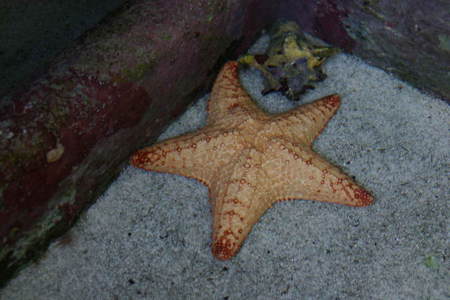 Starfish at Coral World, St. Thomas