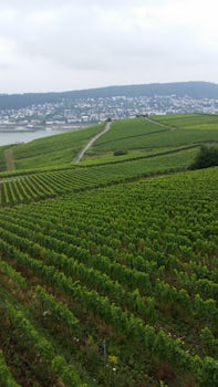 Vineyards in Rudesheim, Germany