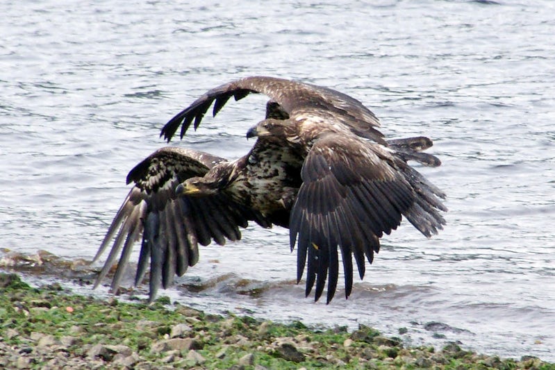 Young Bald eagles at Thorne bay