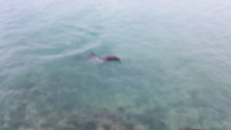 Swimming with the dolphins in Montego Bay Jamica.