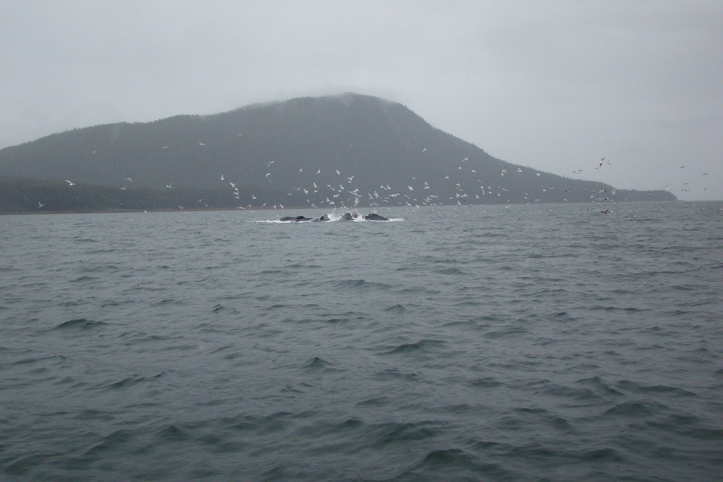 Humpbacks bubble feeding in Juneau