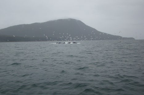Humpbacks bubble feeding in Juneau