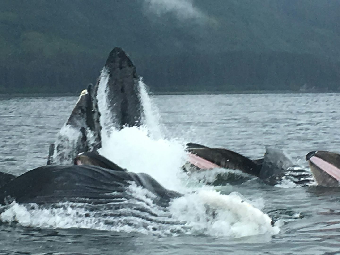 5 humpback whales bubble feeding at Icy Strait