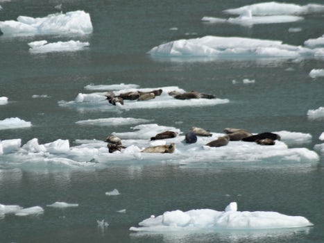 Seals relaxing on ice.
