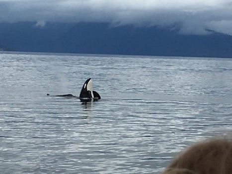 Excursion,whale watch Icy strait!  Orcas!