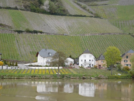 Homes and vineyards along the Mosel River.
