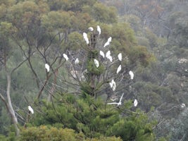 Cockatoos, photographed as we cruised past