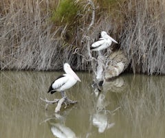 Pelicans photographed as we cruised past