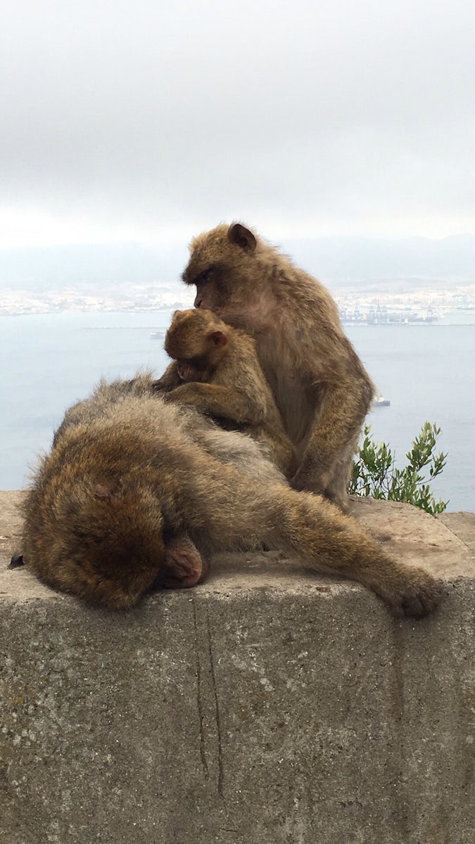 The monkeys at The rock of Gibraltar.