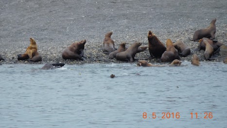 Sea Lions near Juneau