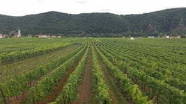 Vineyard in Durnstein