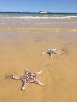 StarFish on the beach