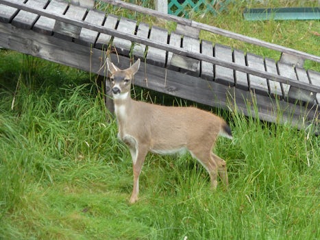 Friendly deer at private lodge where whe had a "Seafood Feast" afte