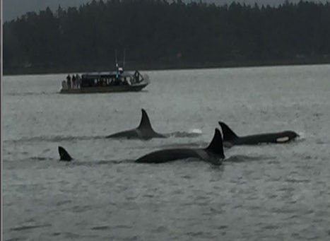 Allen Marine Tours (Juneau) evening whale watching quest with a pod of Orca