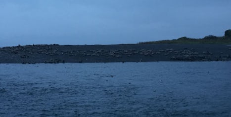 Allen Marine Tours (Juneau) evening whale watching quest with Steller Sea L