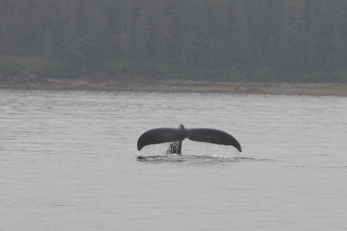Whale watching, humpback tail out of Juneau