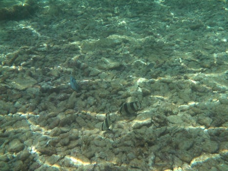 Fish at Maya Key in Roatan.
