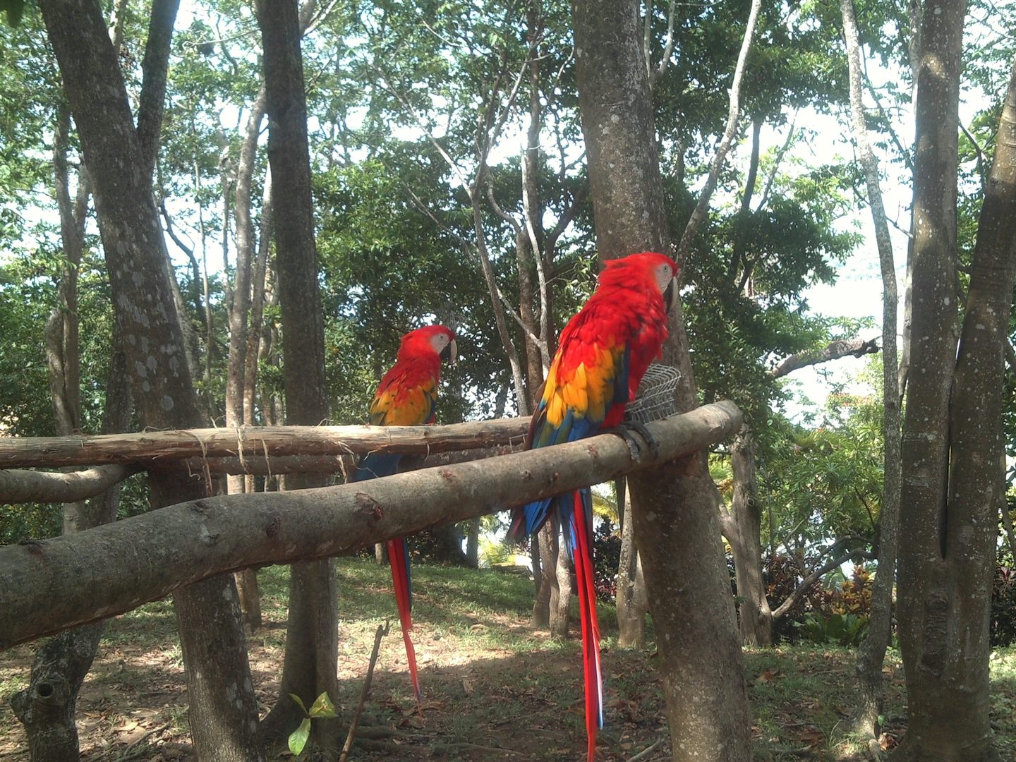 Parrots at Maya Key in Roatan.