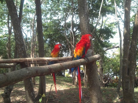 Parrots at Maya Key in Roatan.