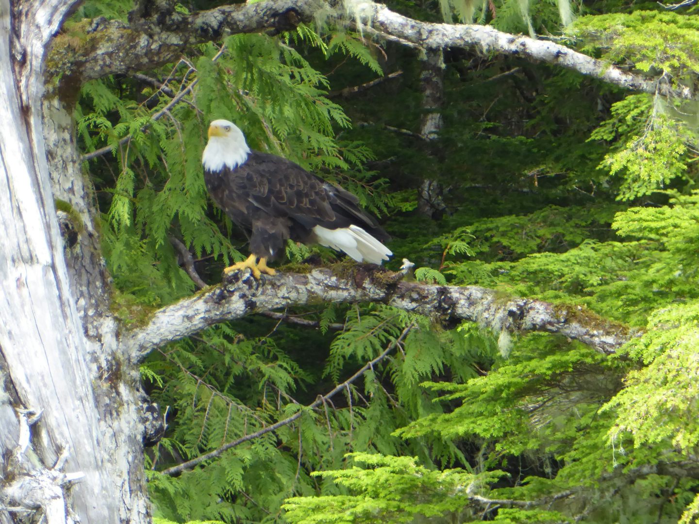 Rare to see wild life but here's a bald eagle, using my zoom lens from