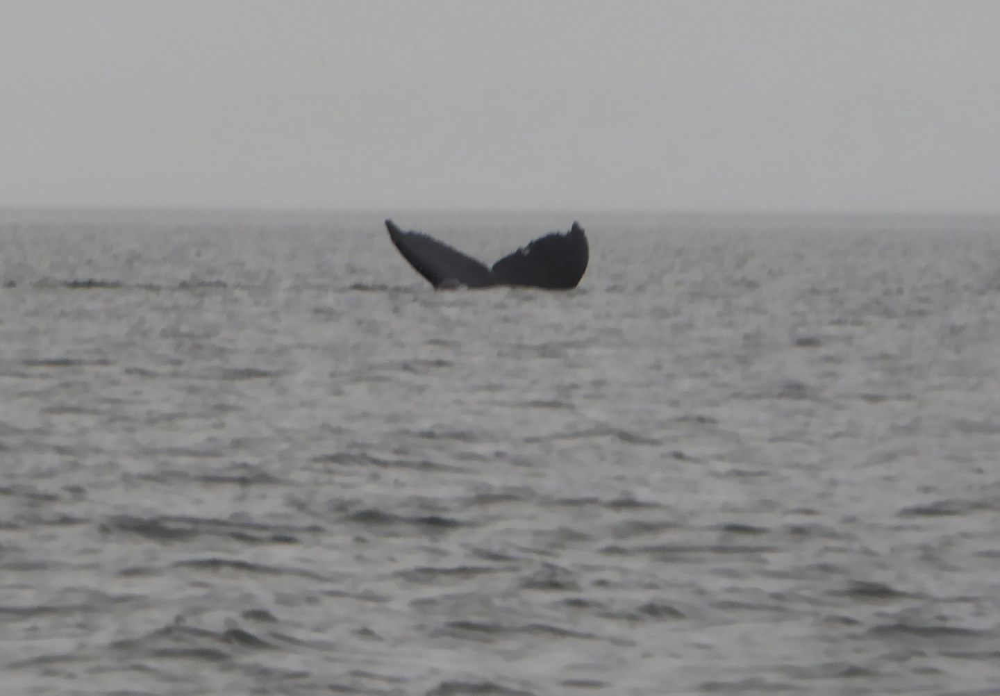 Saw a few whales on Juneau whale watching