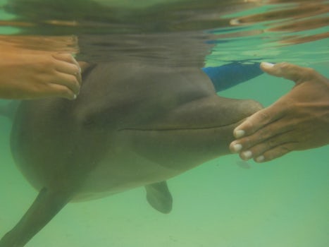 Dolphin Encounter and Swim on Roatan.  Interact with the dolphins in struct