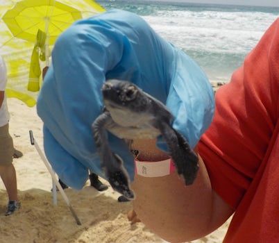 Sea Turtle Rescue on Cozumel.  Dig down to find baby sea turtles that did n