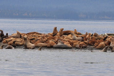 Stellar Seals seen on excursion from Juneau