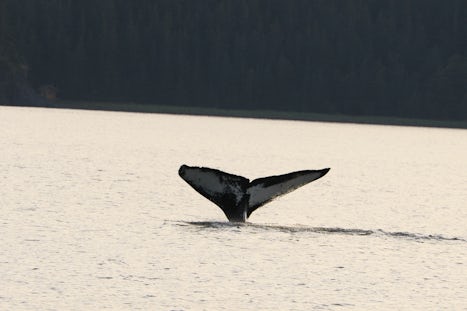 Humpback whale in Juneau