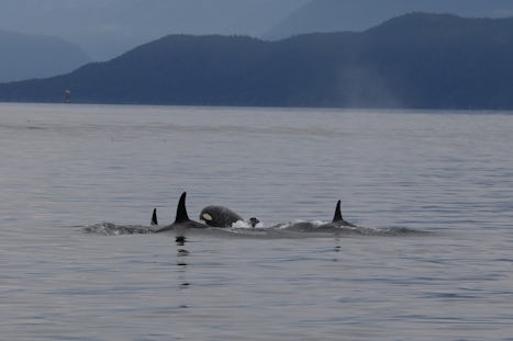 Orcas in Juneau