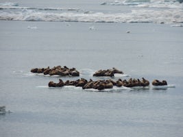 Walruses on Chukchi sea ice