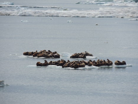 Walruses on Chukchi sea ice