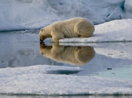 Polar bear on Chukchi sea