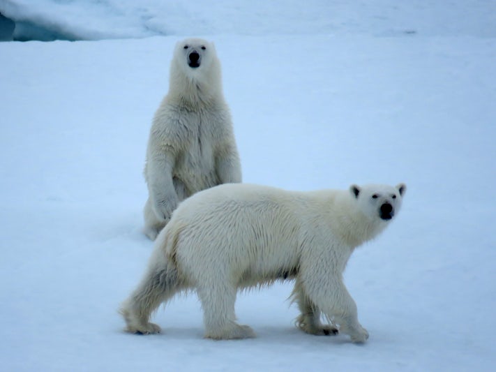 Polar bear on Laptev sea ice